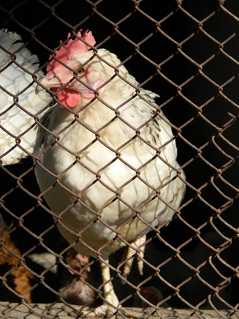 助理裁判以 助理裁判以